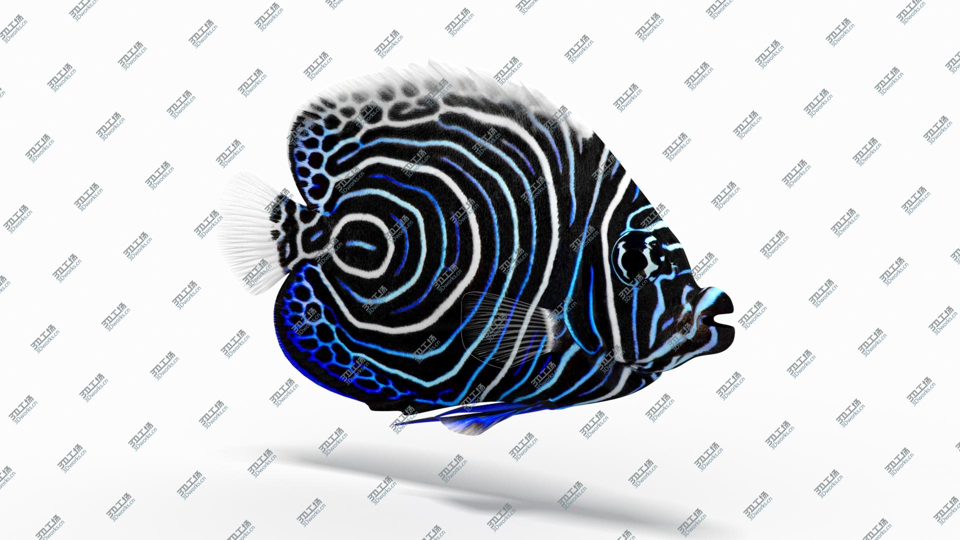 images/goods_img/2021040164/3D Emperor Angelfish Animated/4.jpg